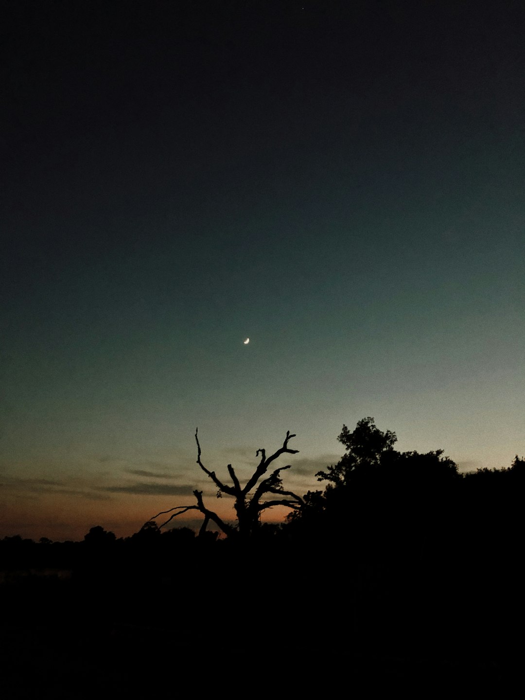 silhouette of trees under blue sky during night time