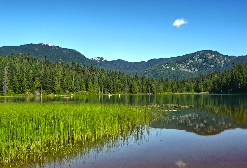 green trees near lake under blue sky during daytime