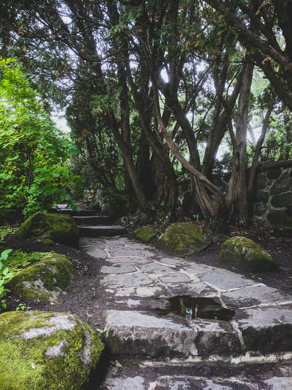 musgo verde sobre rocas grises