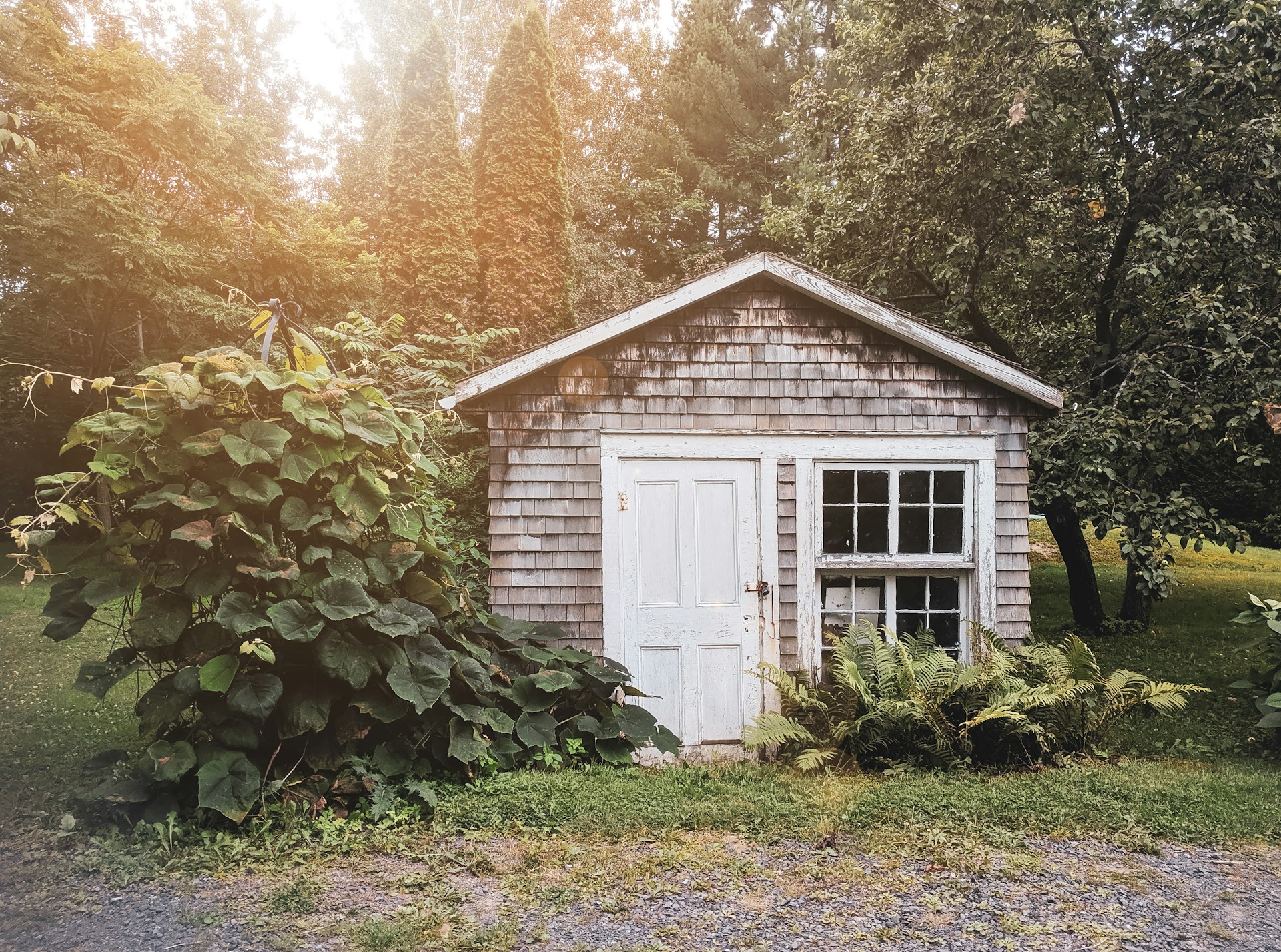 white wooden house in the woods