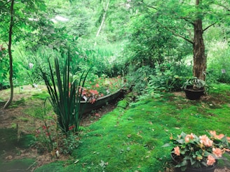 green grass and green plants
