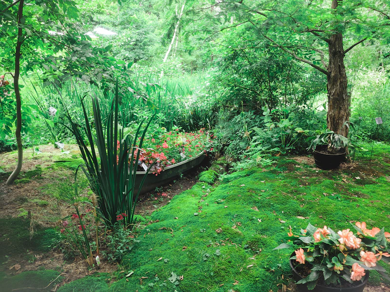 Lush landscaped backyard garden