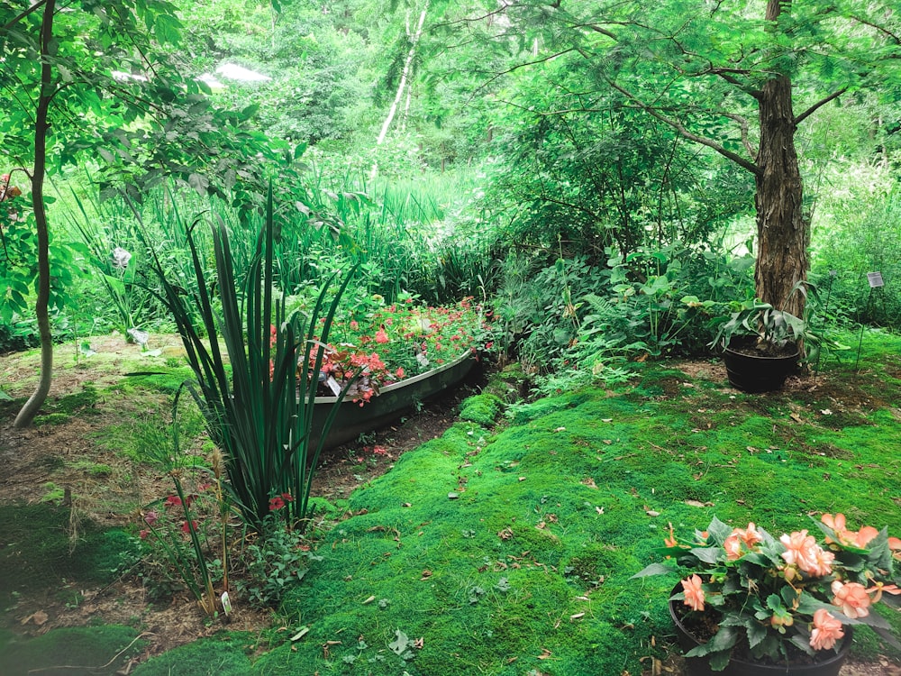 green grass and green plants