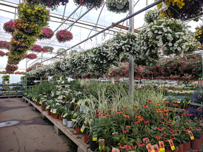 Nursery Plantation