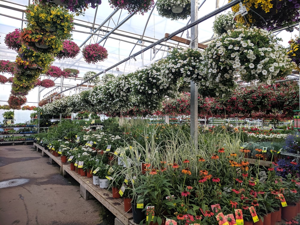 fleurs rouges et jaunes dans les plantes vertes