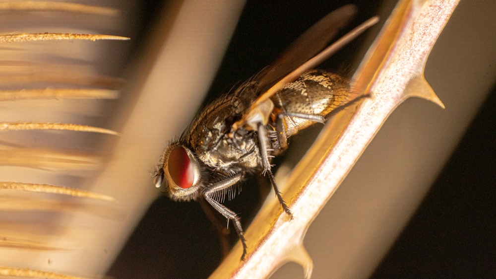 brown fly perched on brown wooden stick in close up photography during daytime