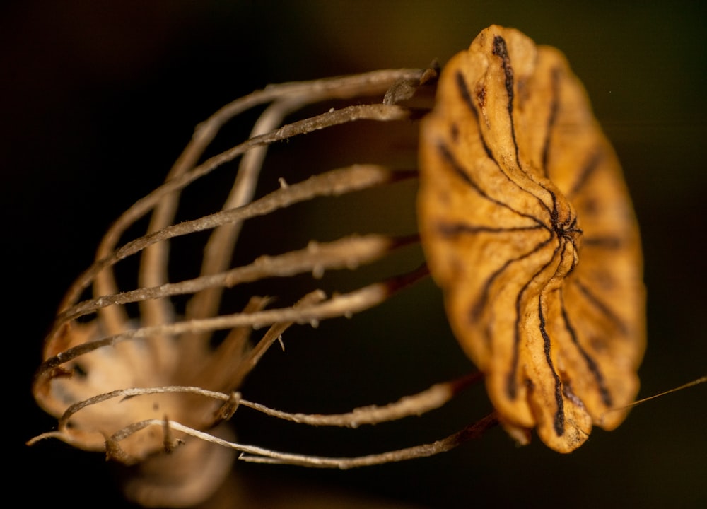 brown flower in macro lens