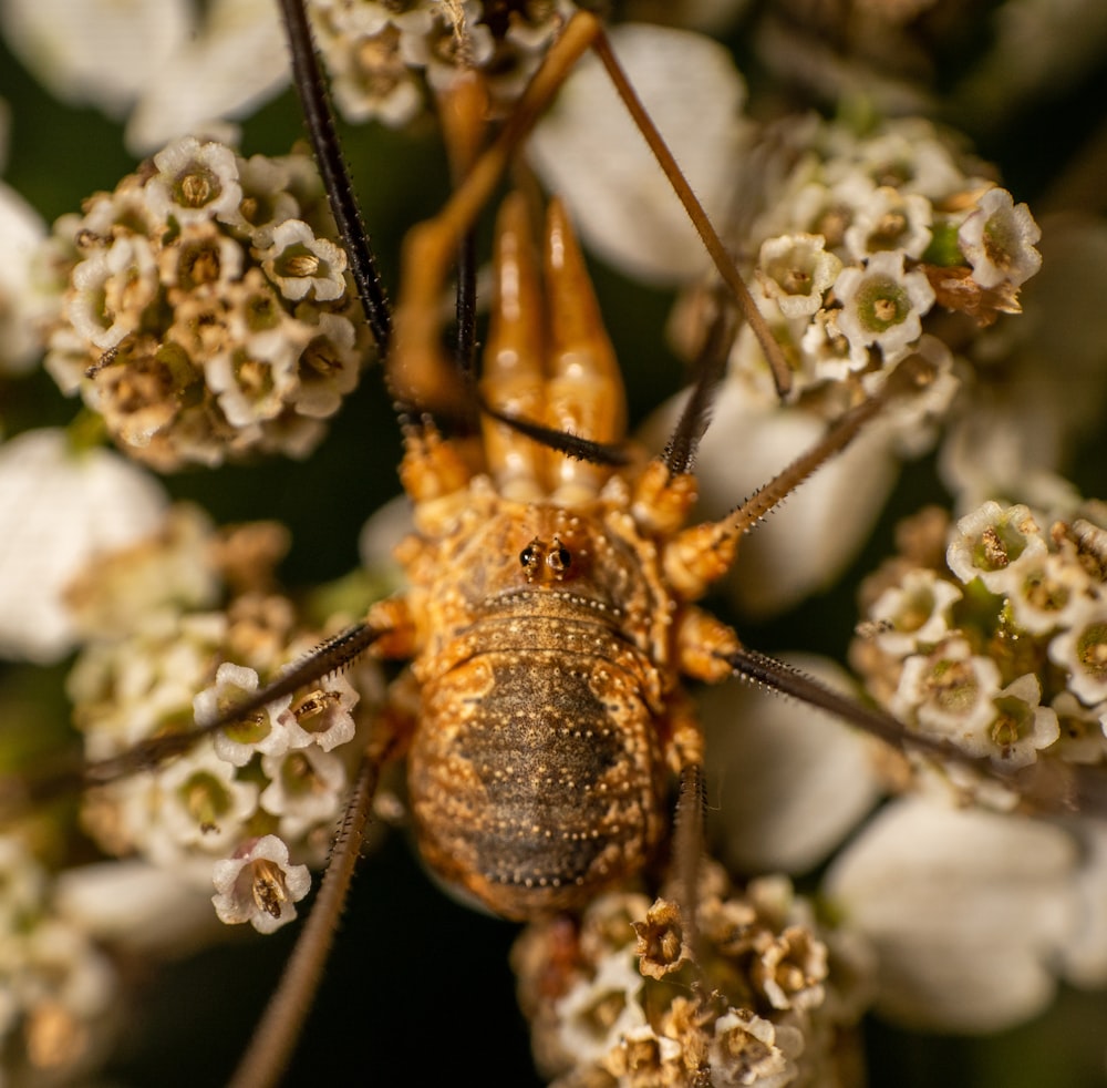 brown and black spider on white flower