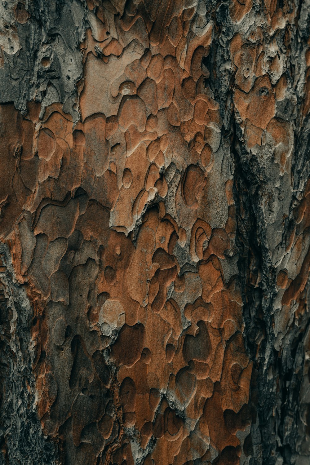 brown and black tree trunk