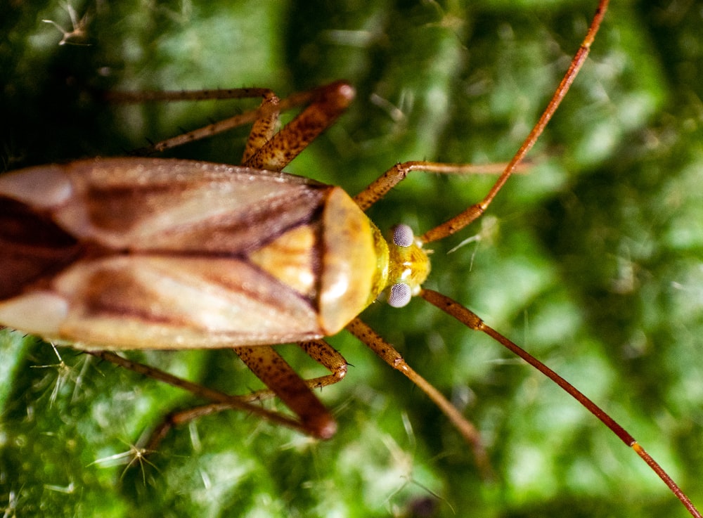 brown and black insect on green leaf