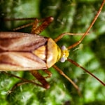 brown and black insect on green leaf