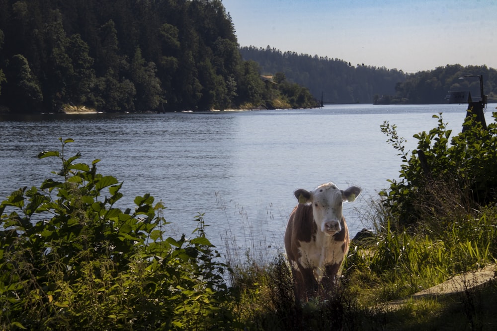 brown and white cow on green grass field near lake during daytime