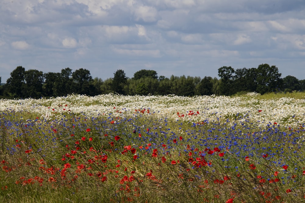 낮에는 흰 구름과 푸른 하늘 아래 빨간색과 흰색 꽃밭