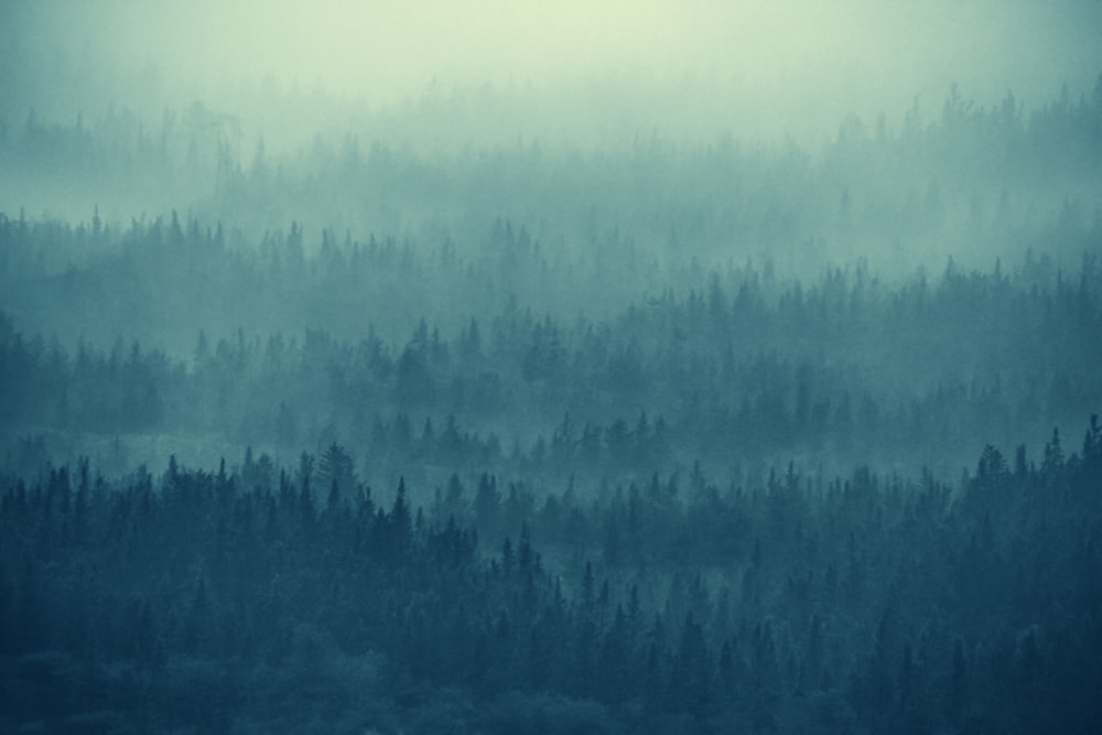 green trees covered by fog