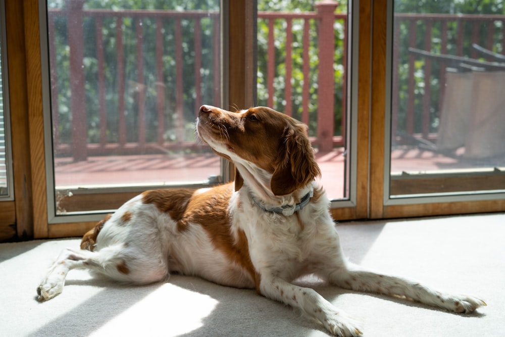 brown and white short coated dog sitting on brown wooden floor