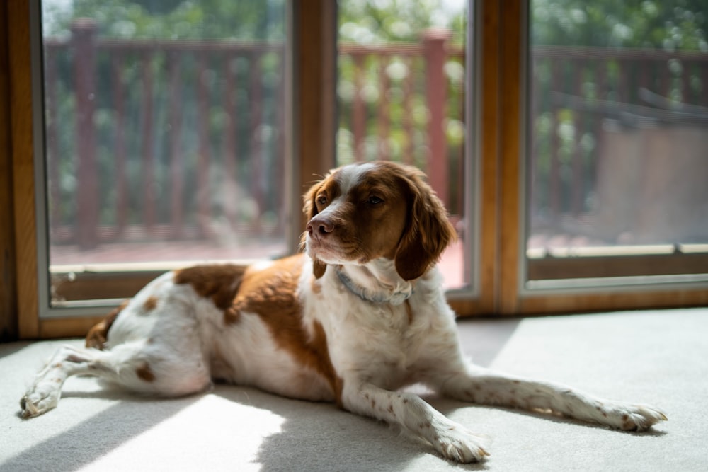 brown and white short coated dog lying on white floor