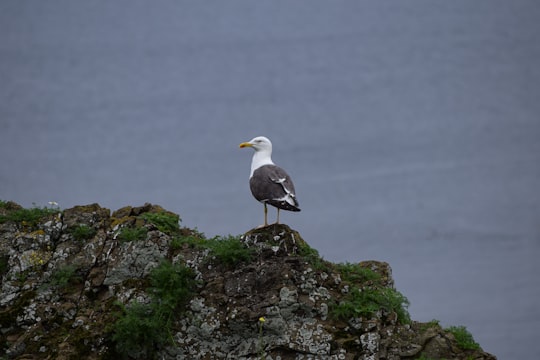 white and gray bird on brown rock in Inchkeith United Kingdom