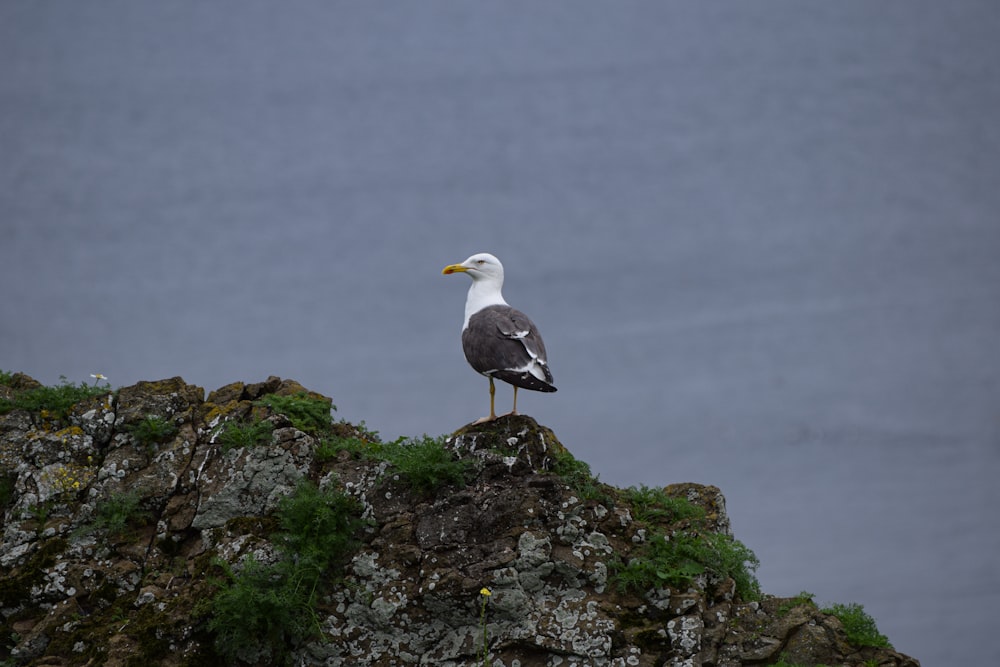 white and gray bird on brown rock