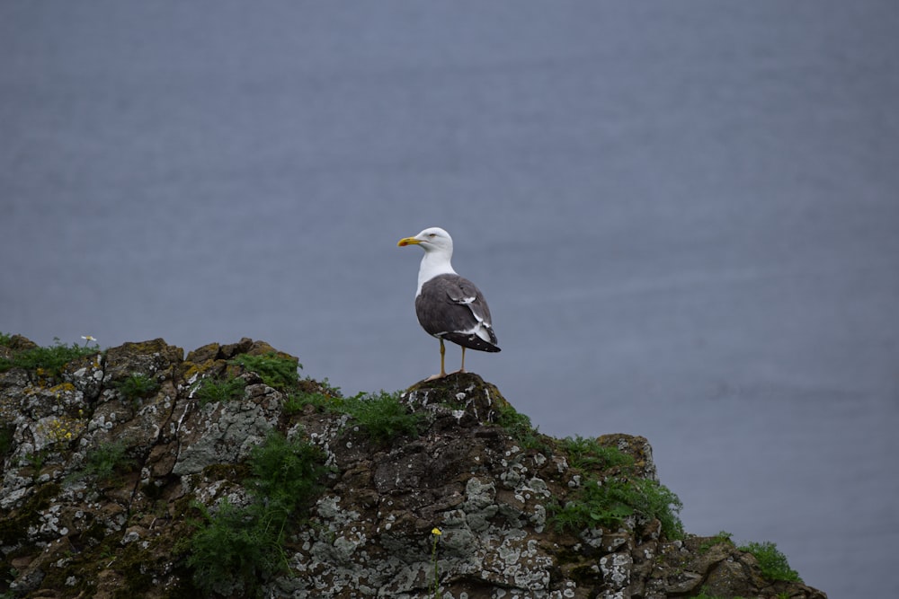 weißer und grauer Vogel auf braunem Felsen