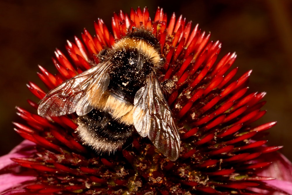 black and yellow bee on red and yellow flower