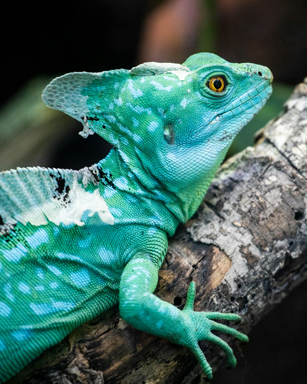 green and white lizard on brown wood