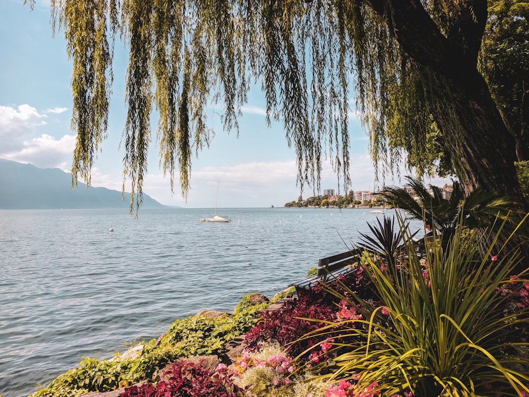 green and brown trees near body of water during daytime