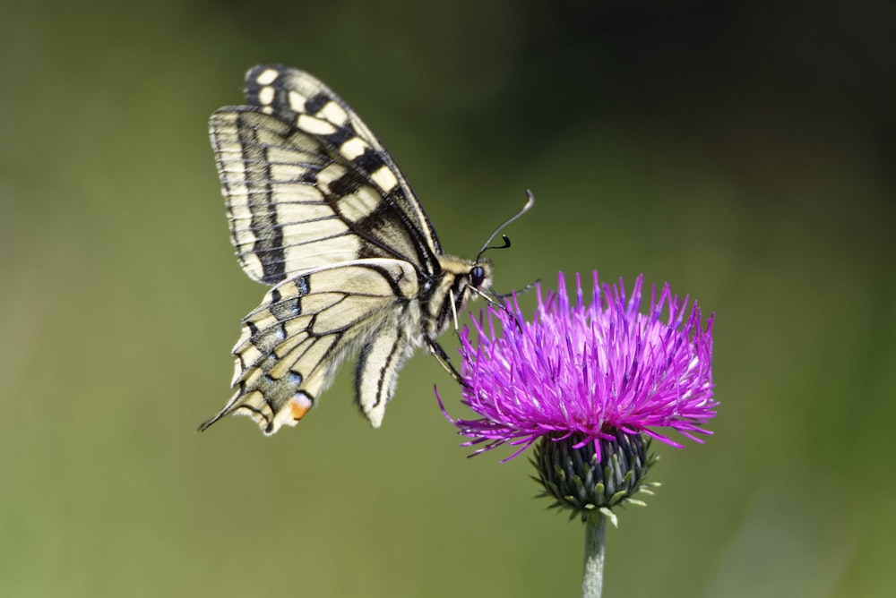 black and white butterfly on purple flower