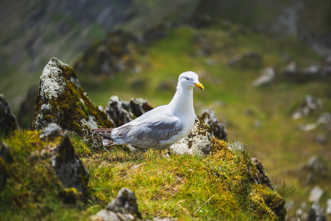 white and gray bird on green grass during daytime