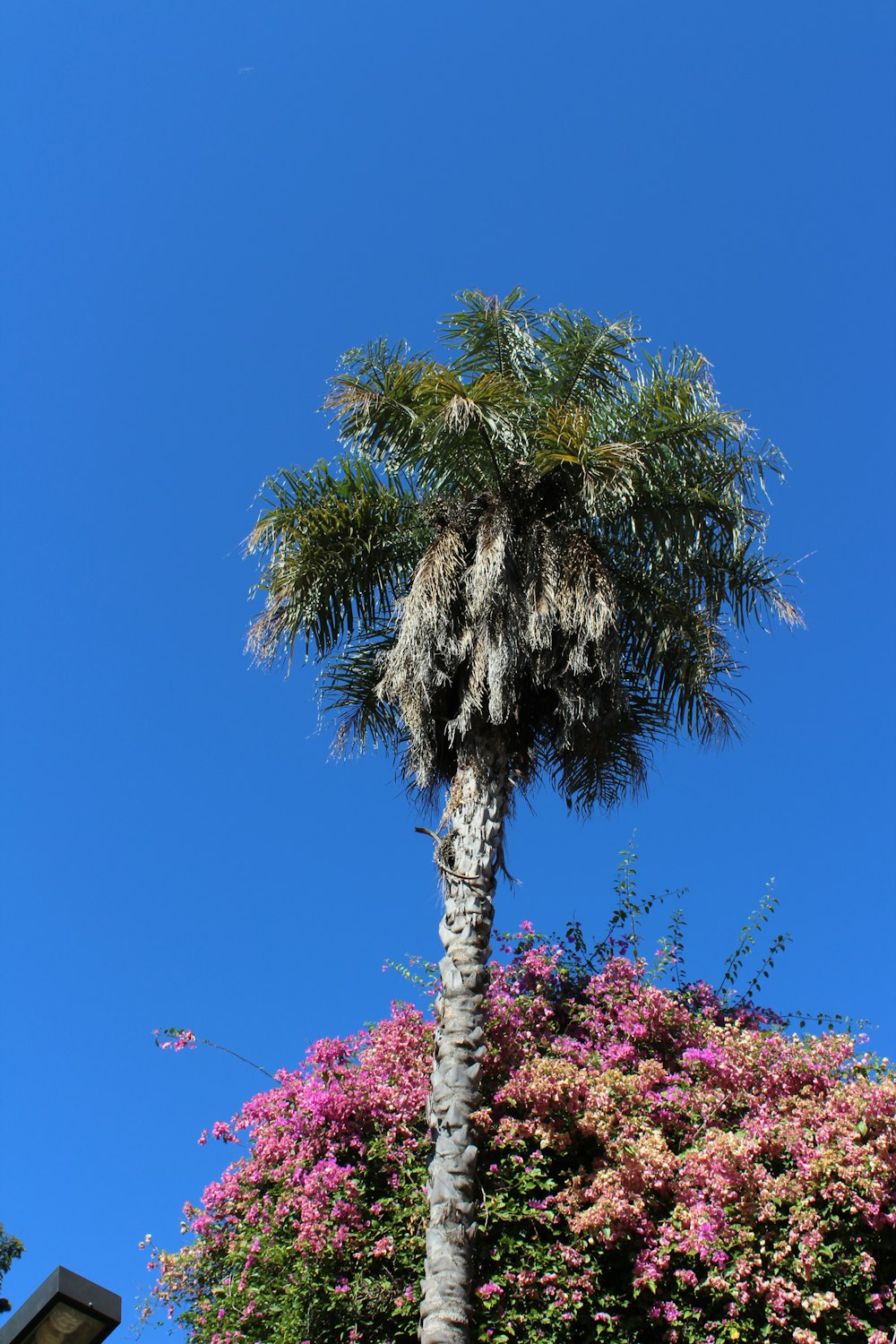 green and brown tree under blue sky during daytime