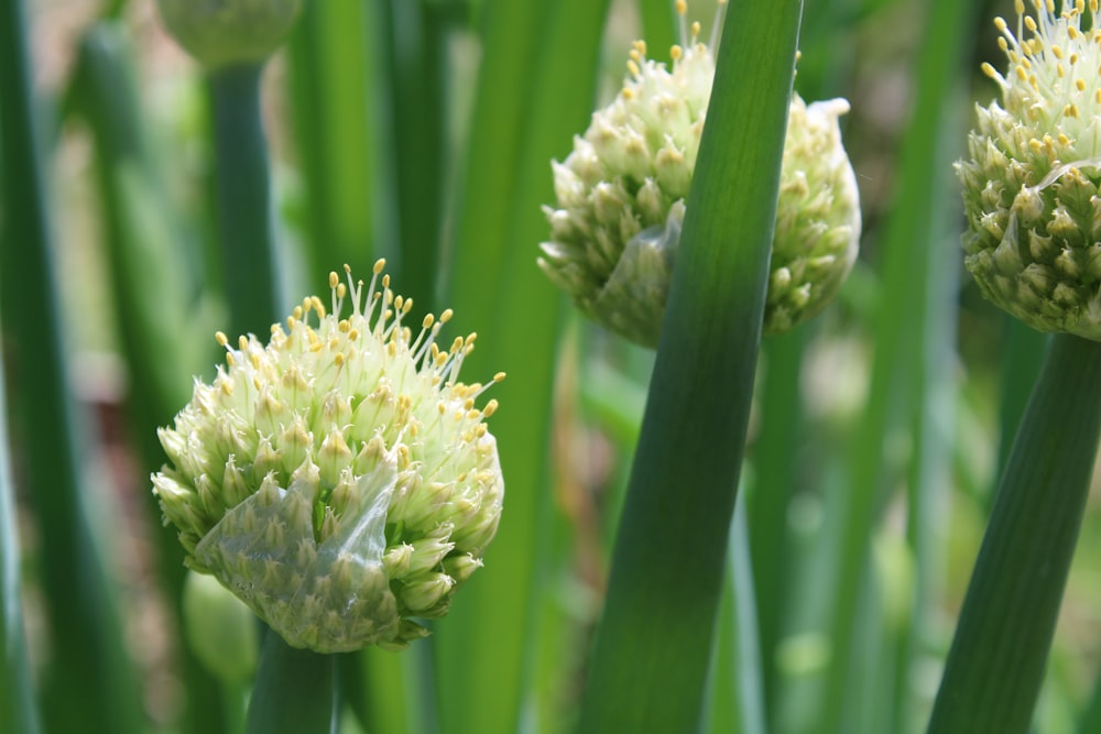 white flower bud in close up photography