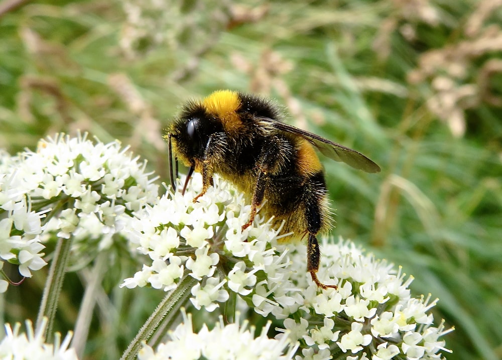 black and yellow bee on white flower