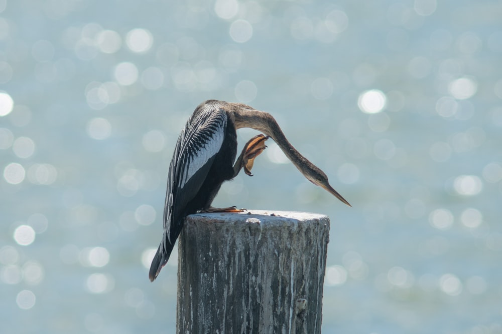 black and white bird on gray wooden post during daytime
