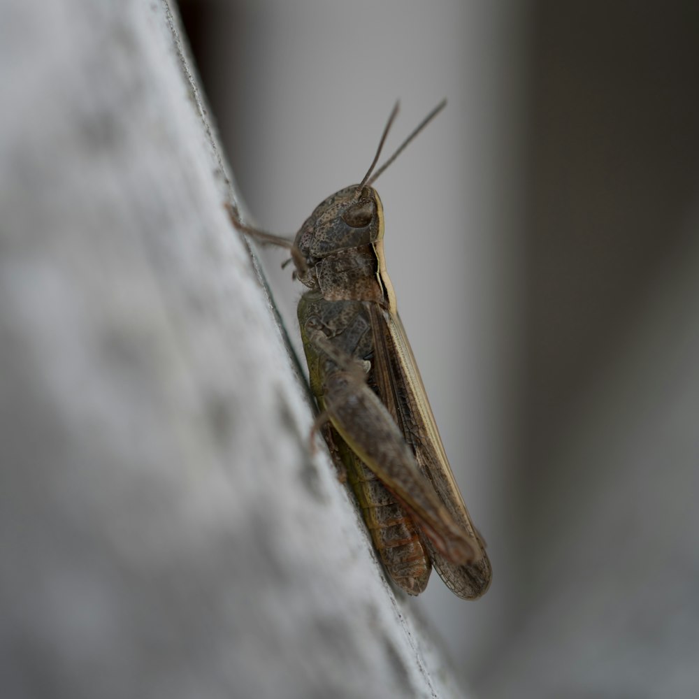 Saltamontes marrón sobre textil blanco