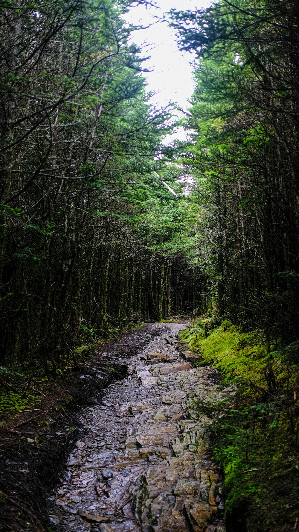 green trees and gray pathway