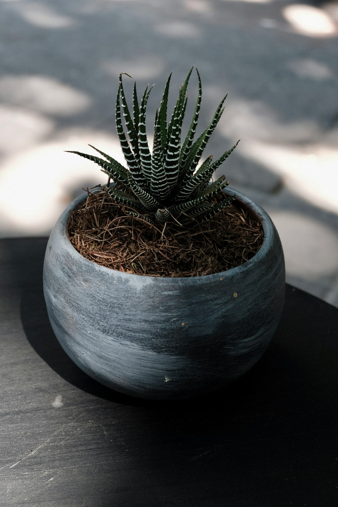 green and brown plant on blue ceramic pot