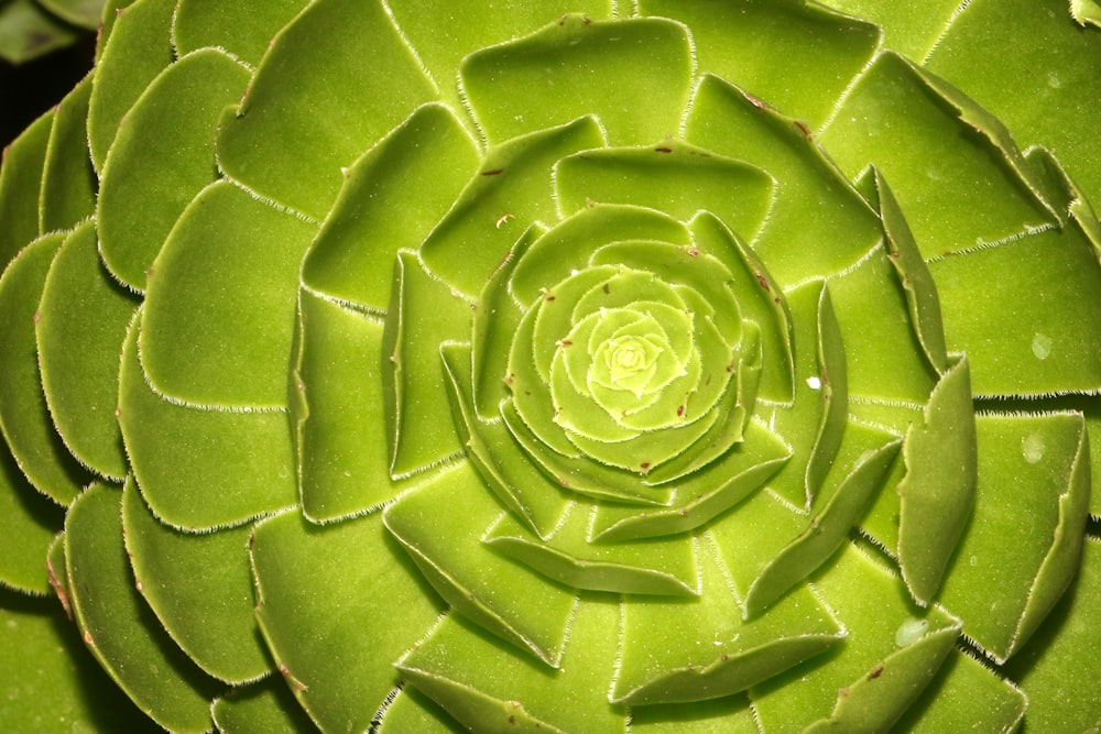 green leaf plant in close up photography