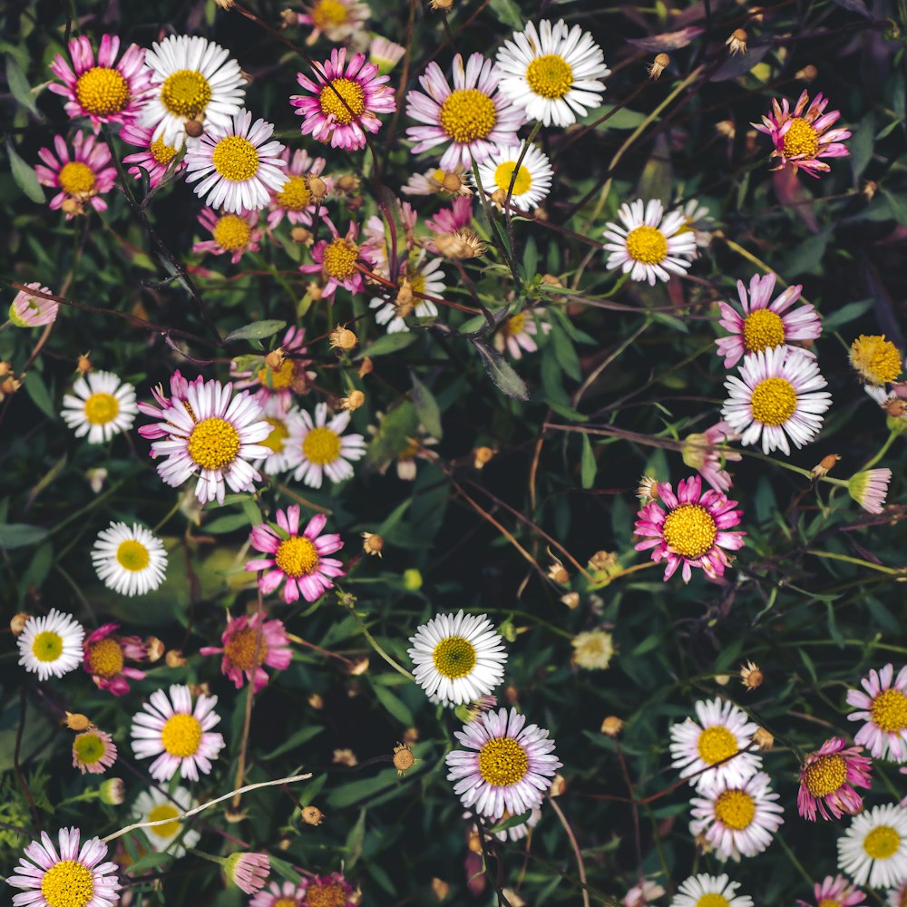 white and purple flowers in close up photography