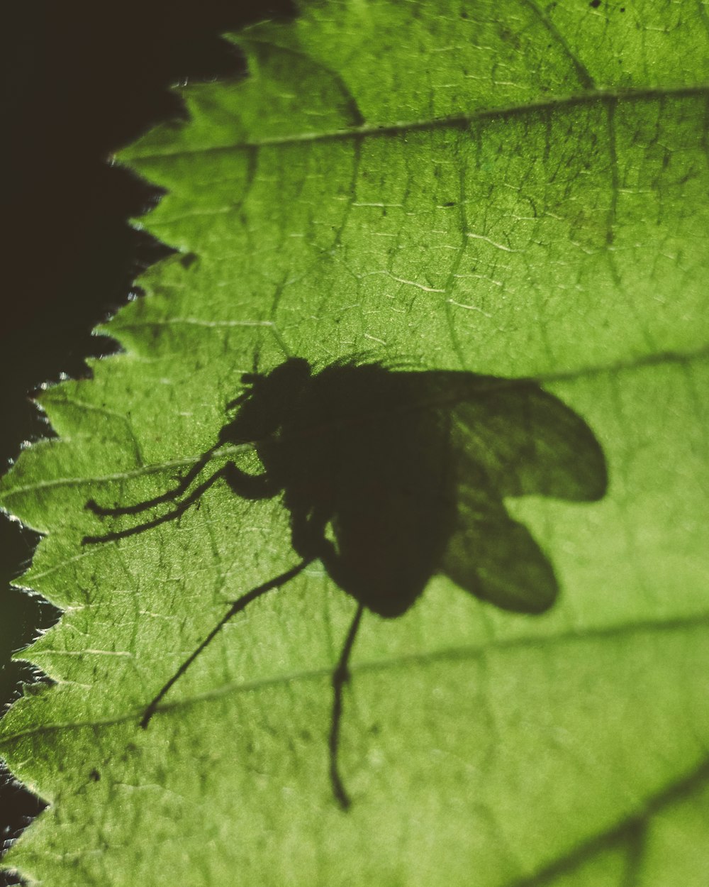 black and green leaf plant