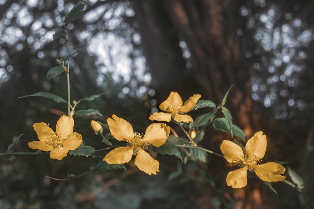 yellow leaves on brown tree branch