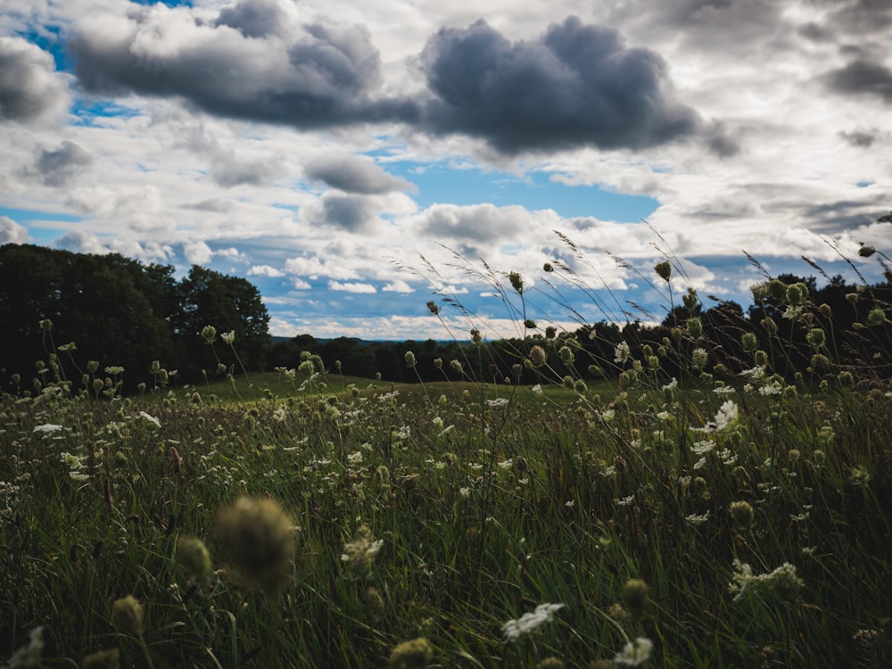 green grass field under cloudy sky during daytime