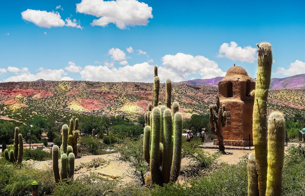 Plantas de cactus verdes cerca de la formación rocosa marrón bajo el cielo azul durante el día