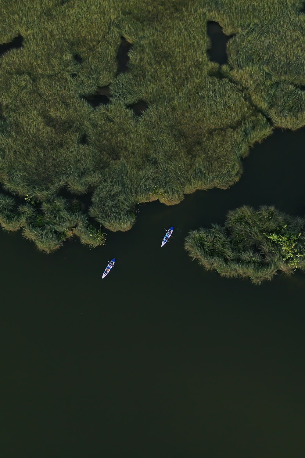 aerial view of green trees during daytime