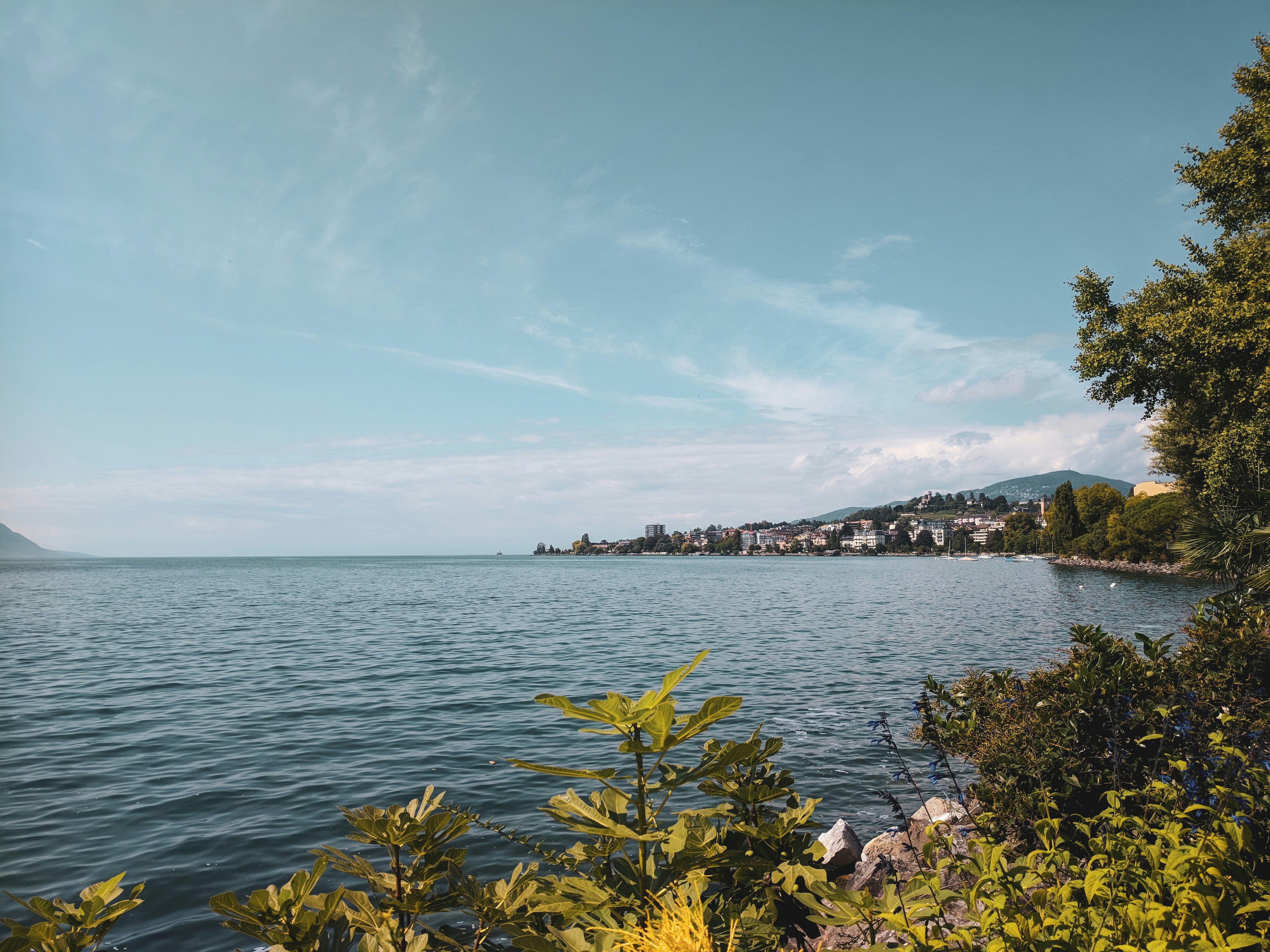 yellow flowers near body of water during daytime