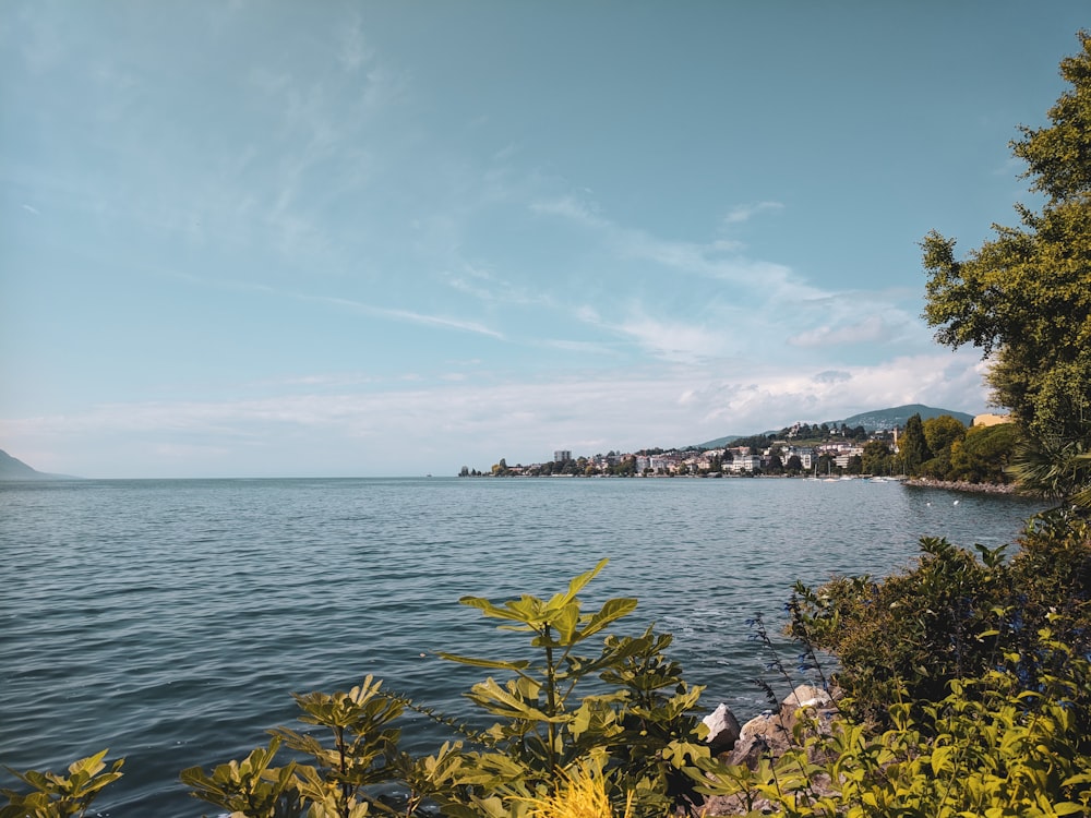 yellow flowers near body of water during daytime