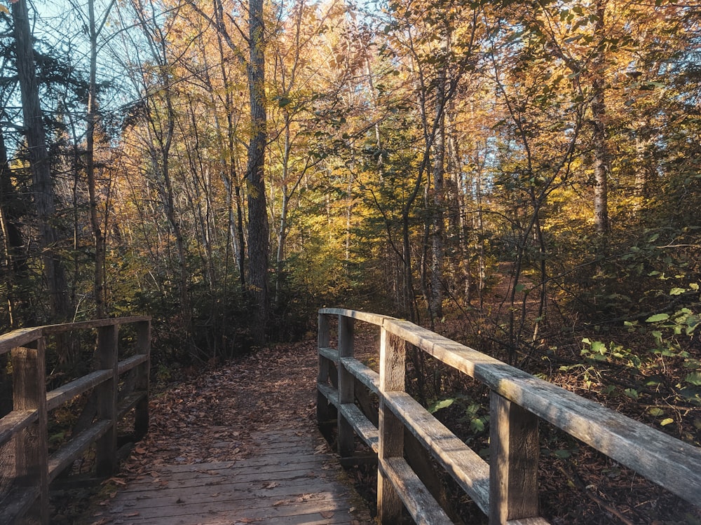 brown wooden bridge in between trees during daytime