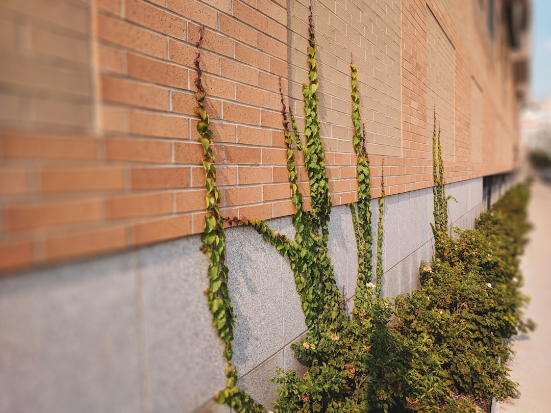 green plant near brown brick wall