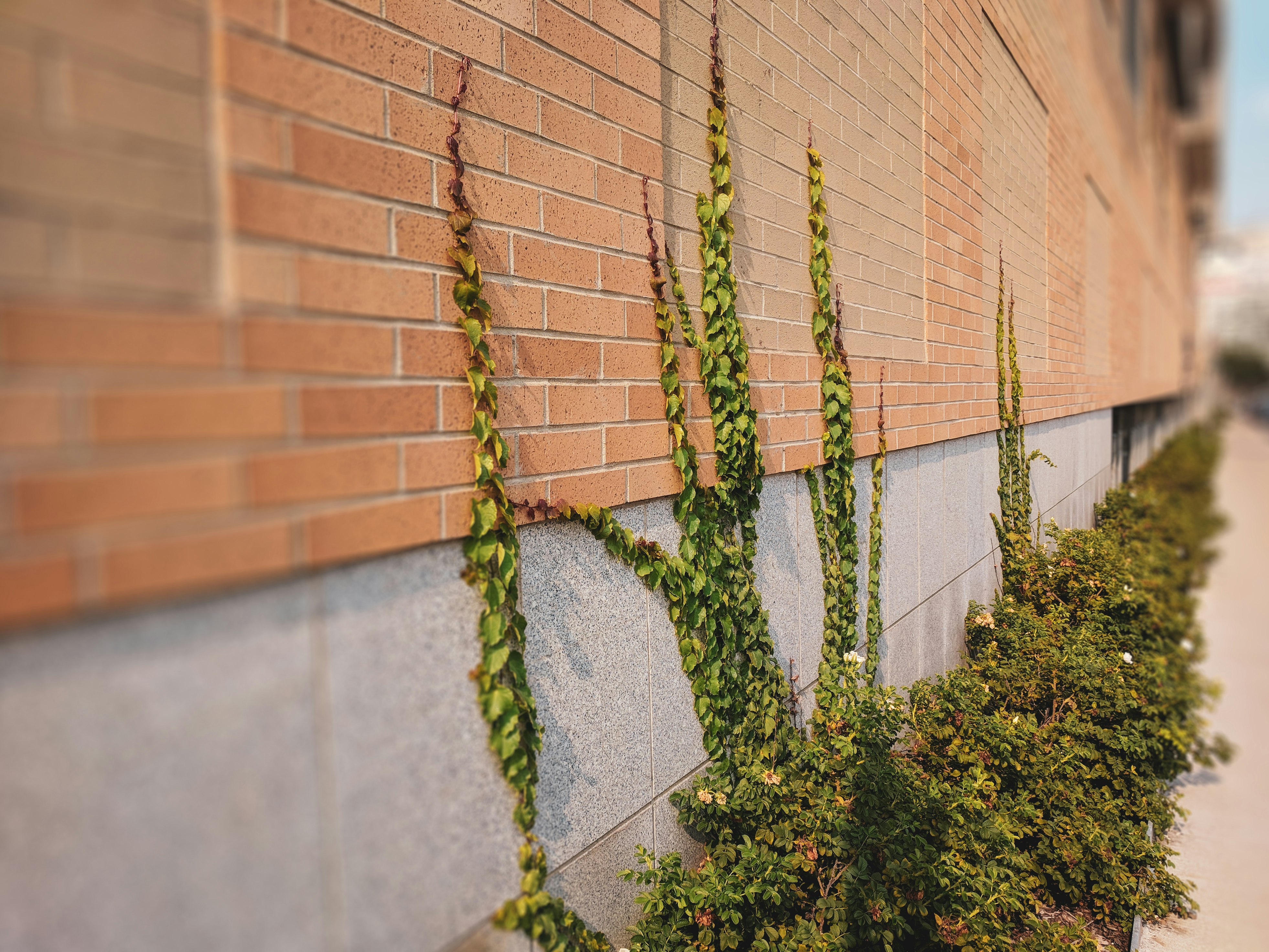 green plant near brown brick wall