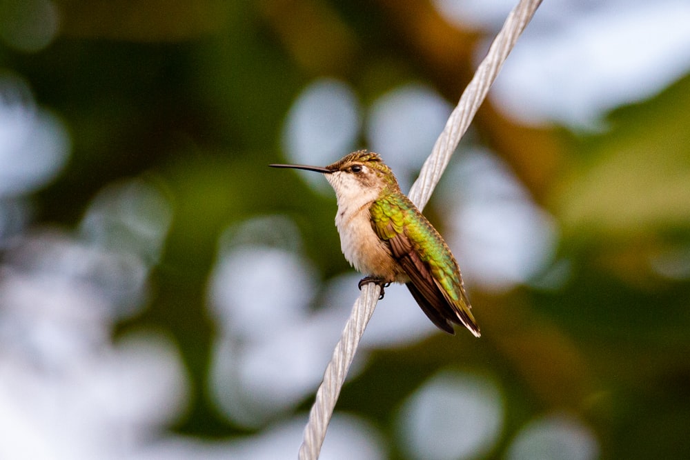 green humming bird flying during daytime