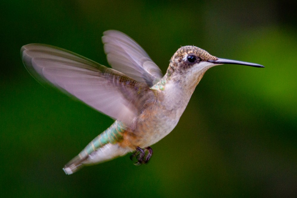 white and brown humming bird