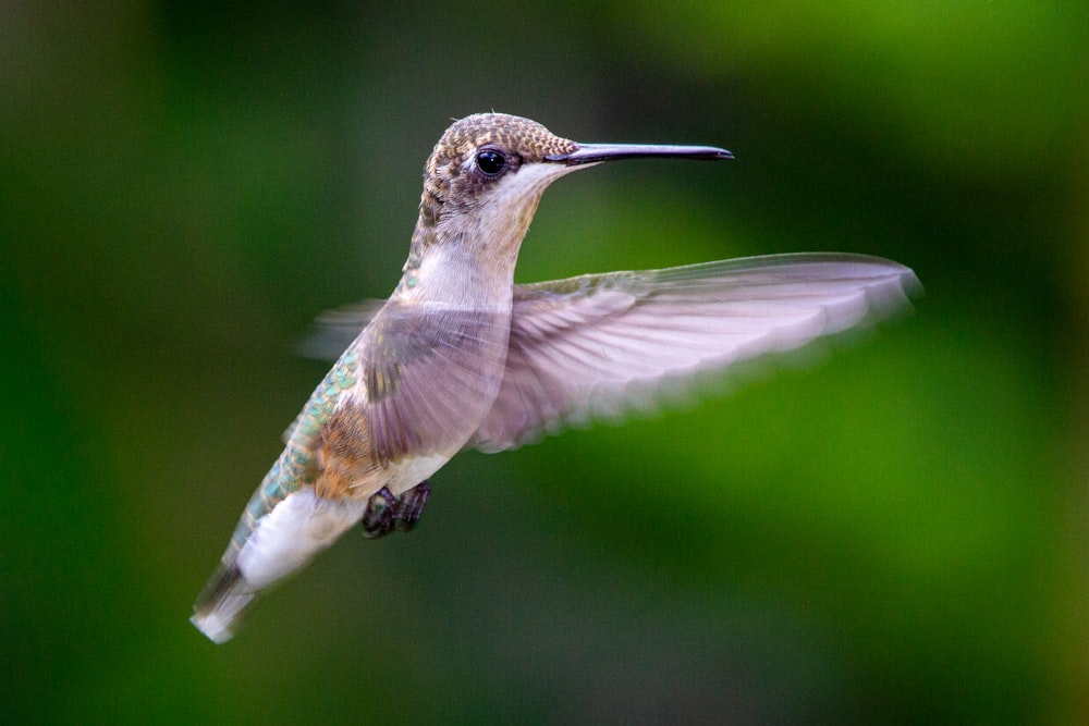 brown and green humming bird flying